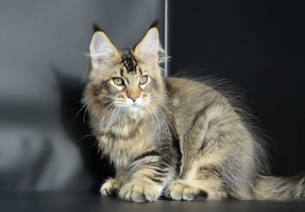 Мейн кун Мальчик 3 мес.