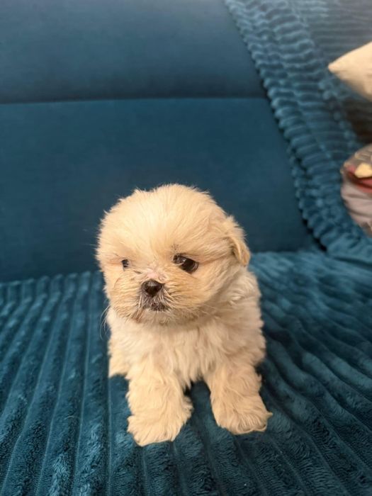 Witam oddam pieski shih tzu