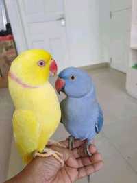 Ожереловых попугаев отличает способность хорошо усваивать слова