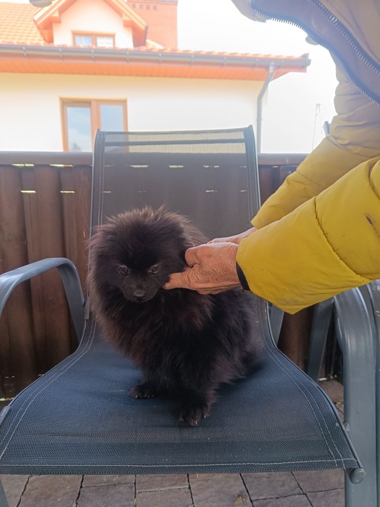 Szpic miniaturowy pomeranian czarna Suczka