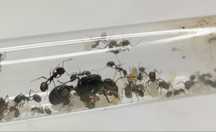 Messor barbarus żniwiarka rezi mrówki kolonia królowa mrówek