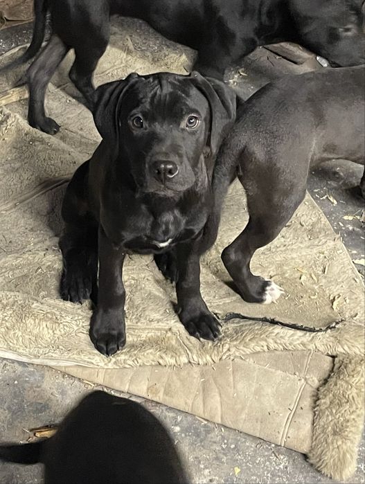 Продаю цуценят пітубля (нові фото, вже вакциновані та чіповані)