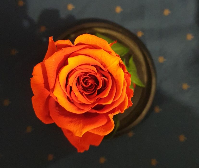 Троянда в колбі від Lerosh