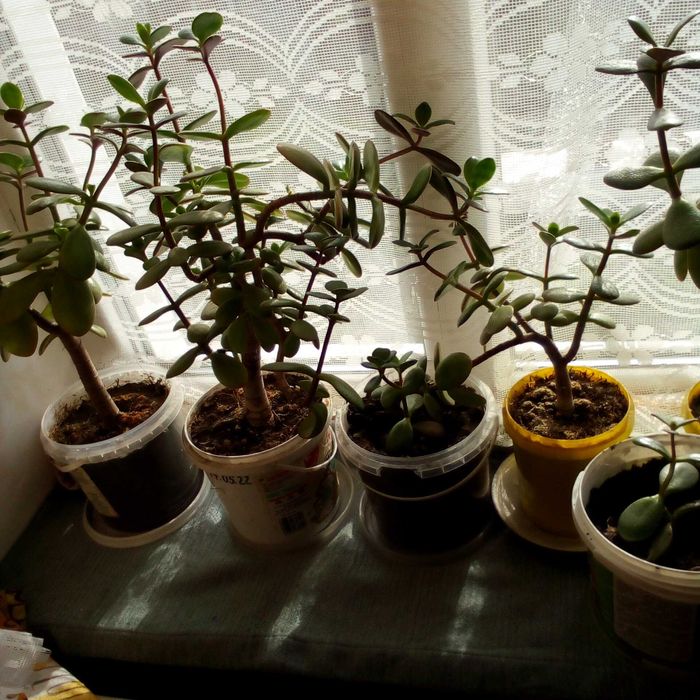 Саженцы Денежного дерева Пиона Ириса Вишни чернокорки-натуральная