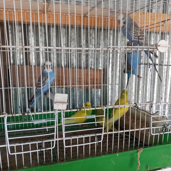 Vende-se piriquitos