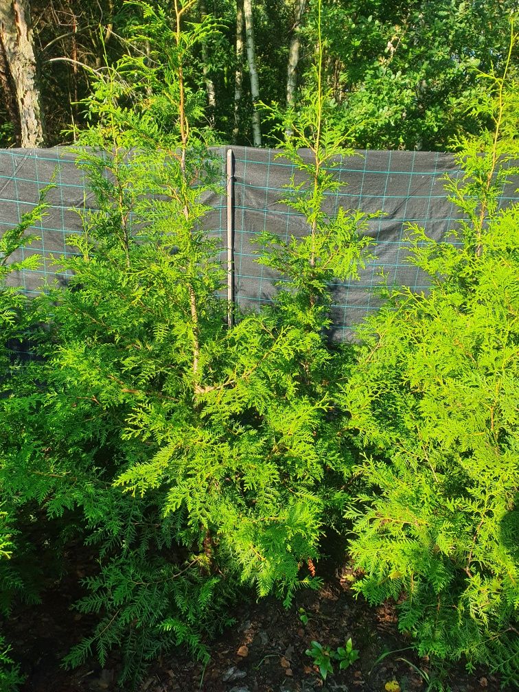 Promocja Thuja Brabant 180-240 cm tuja 2m Aureospicata