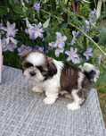 Shih tzu z rodowodem