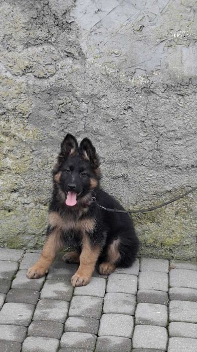 Owczarek niemiecki długowłosy sunia