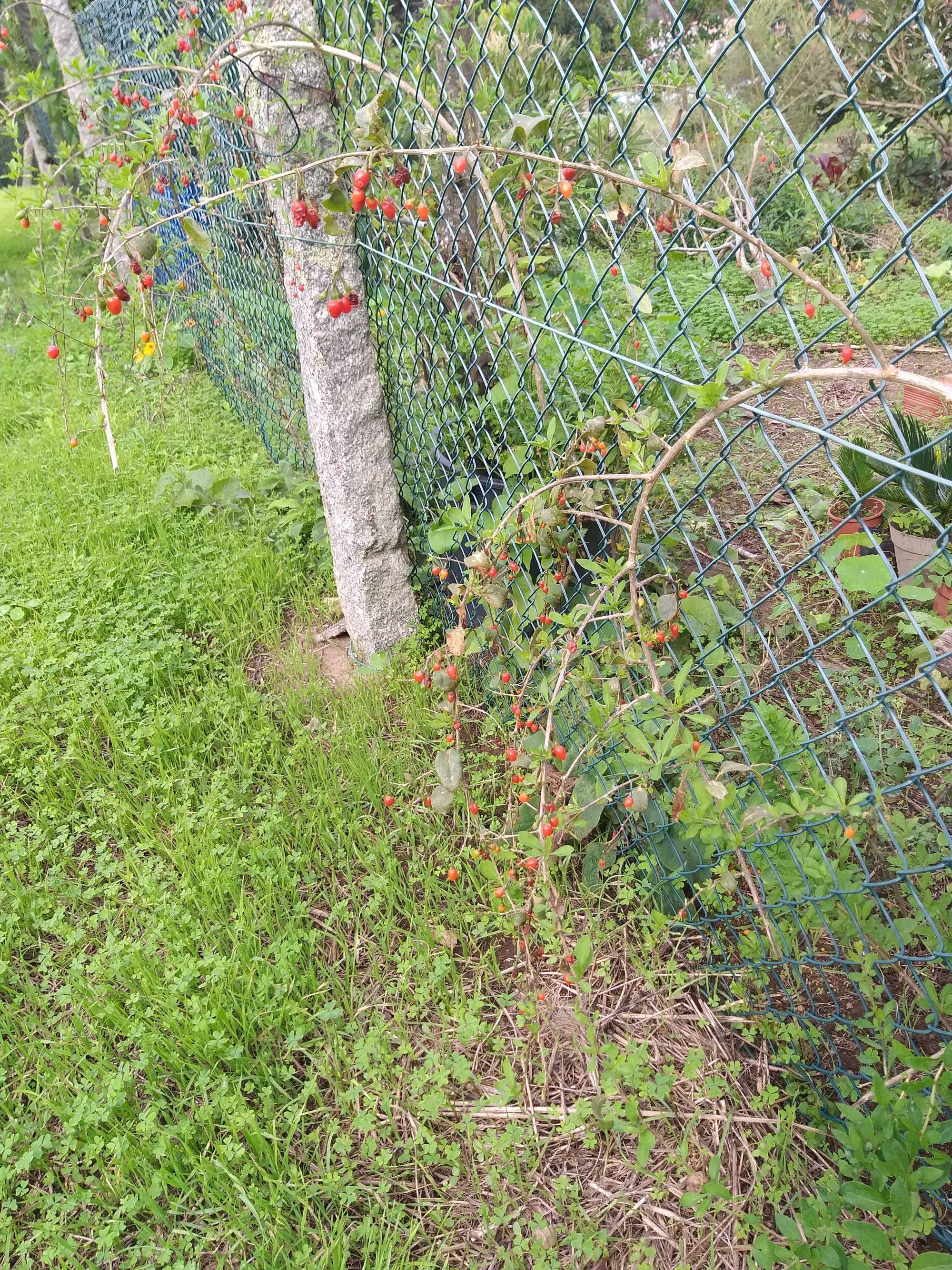 Gogi (Lycium Barbarum/Lycium Chinense)