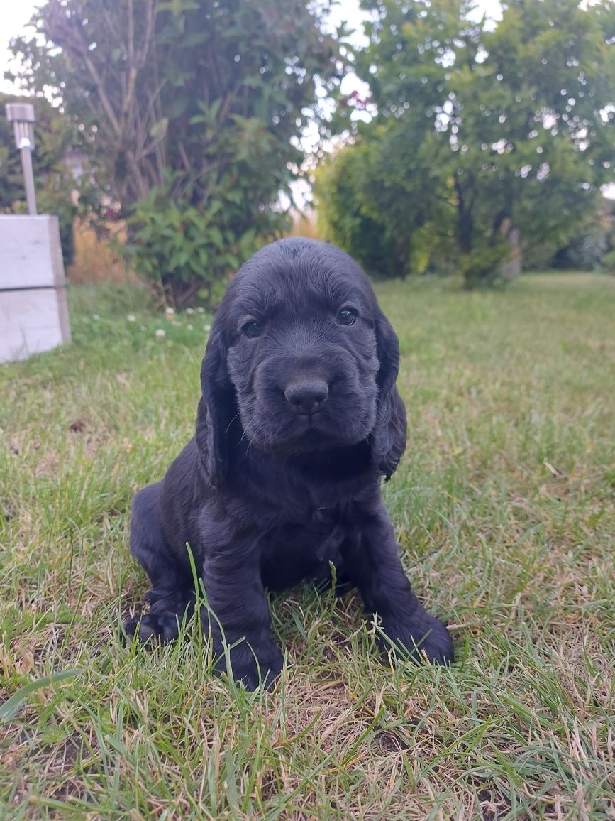 Cocker spaniel szczeniak