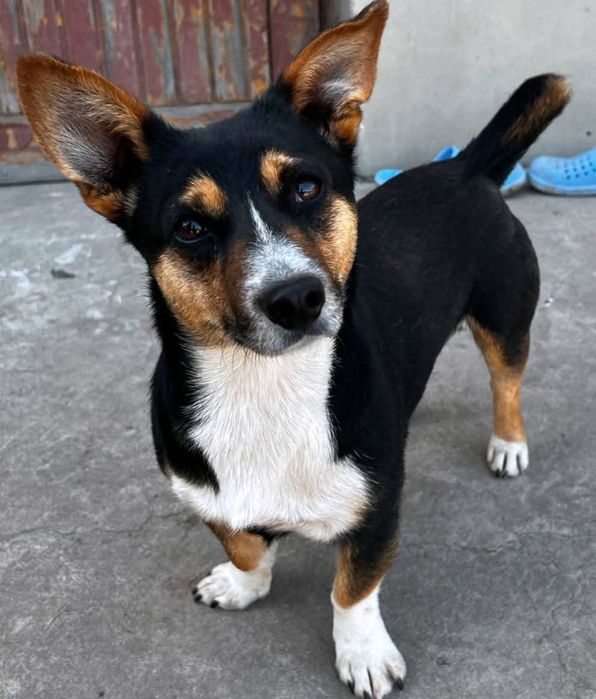 Zaginął piesek, poszukiwany