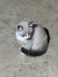 Dou gatinhas siamesas
