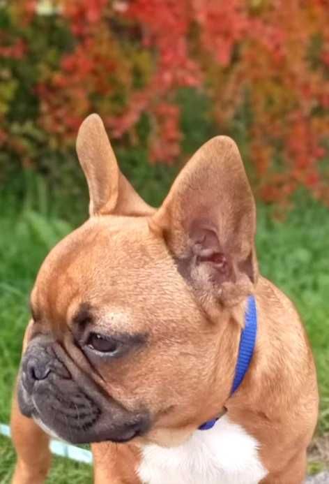 Buldog buldożek francuski piesek ZAKS ZKwP FCI