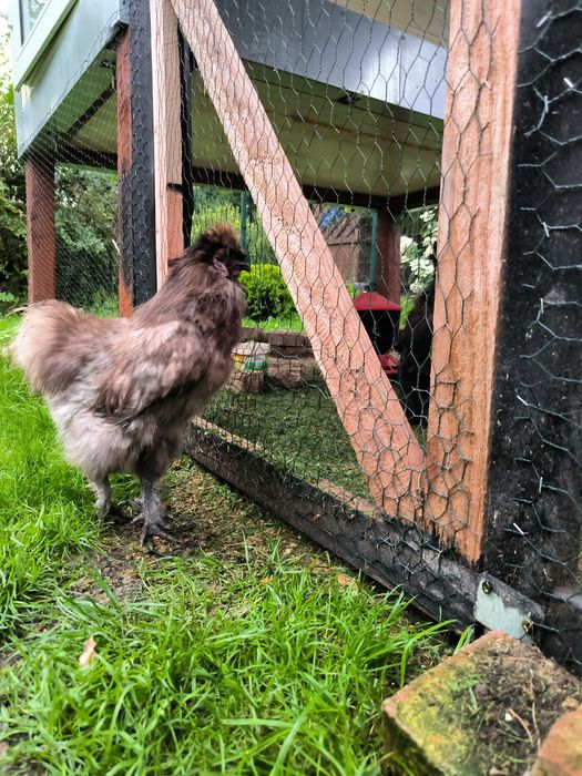 Kogut silka , dwa do wyboru