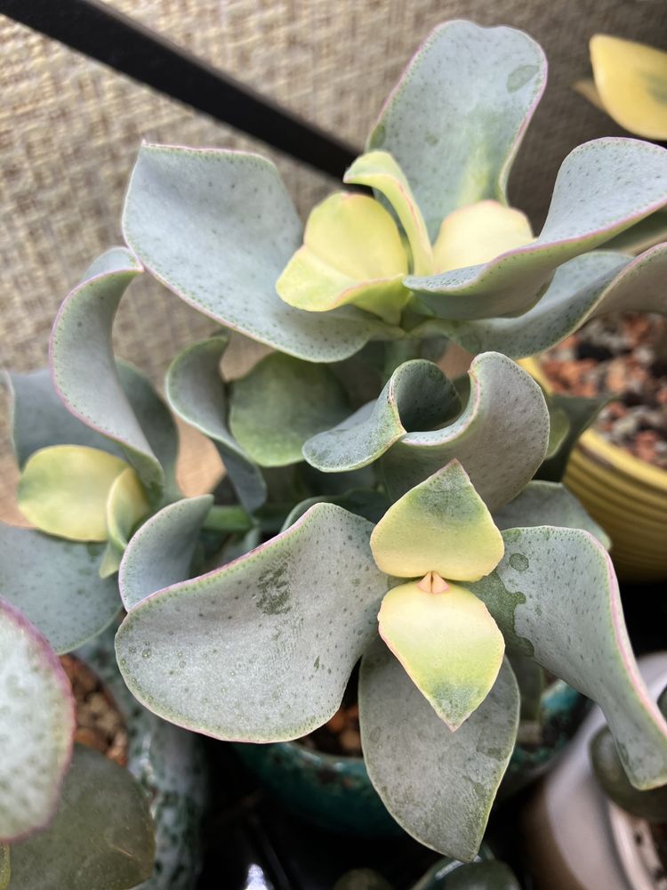 Крассула Curly Green Variegated