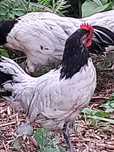 Sprzedam koguty Lakenvelder