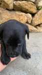 Oreo - Bebé para Adopção