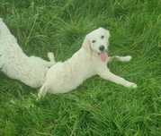Golden retriever piesek