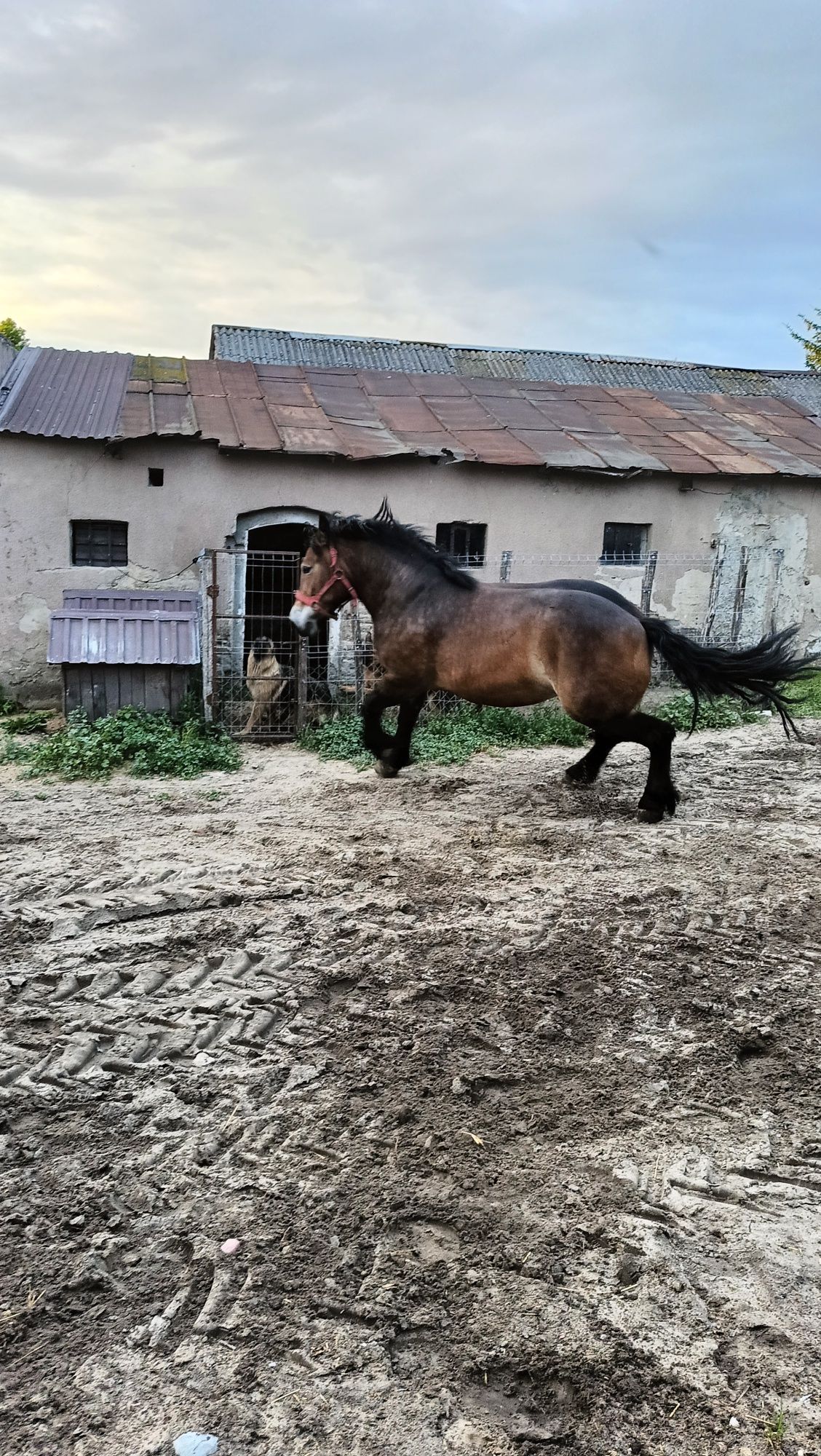 Klacz Zimnokrwista 3latka
