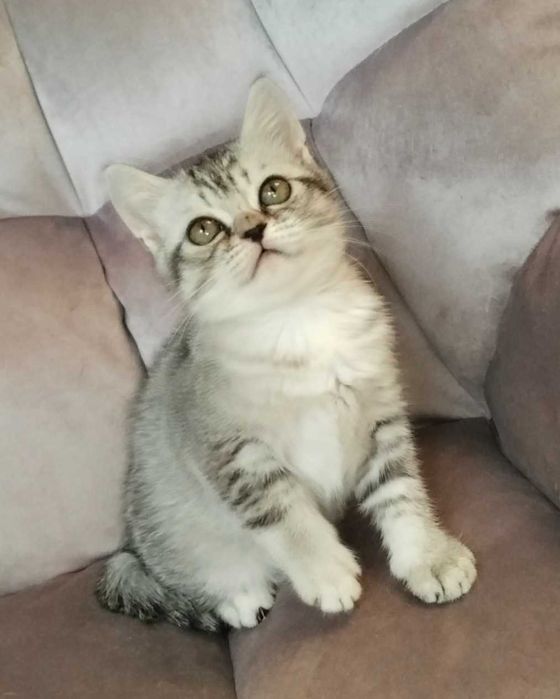 Кошеня, Британська Шиншилла, срібна дівчинка, 2 місяці