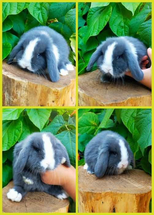 Królik mini lop baranek karzełek