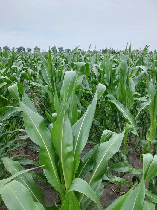 Kukurydza Pioneer P8834