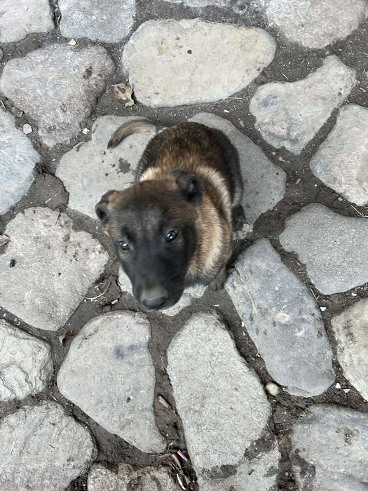 Щенята Бельгійської вівчарки, Малінуа