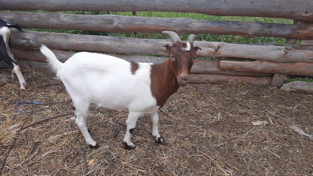 Молодая коза.  Козы. Бурская с ламанчей.