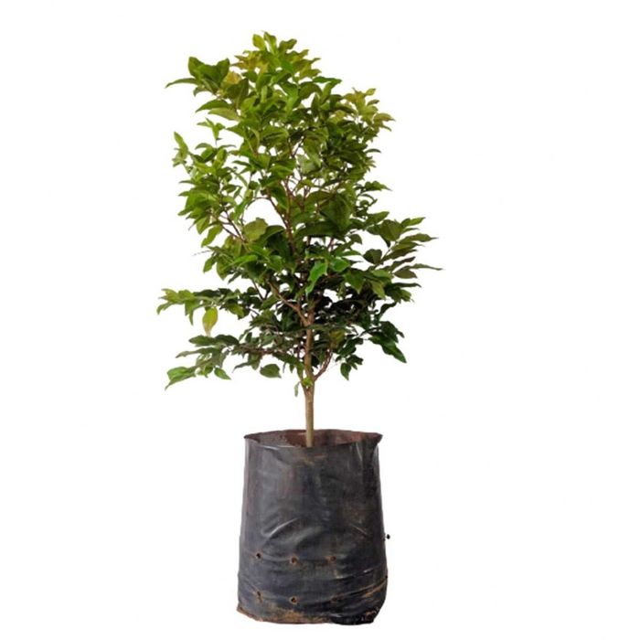 Jaboticaba,Varias especies hibridas, boa pra bonsai, já adaptada