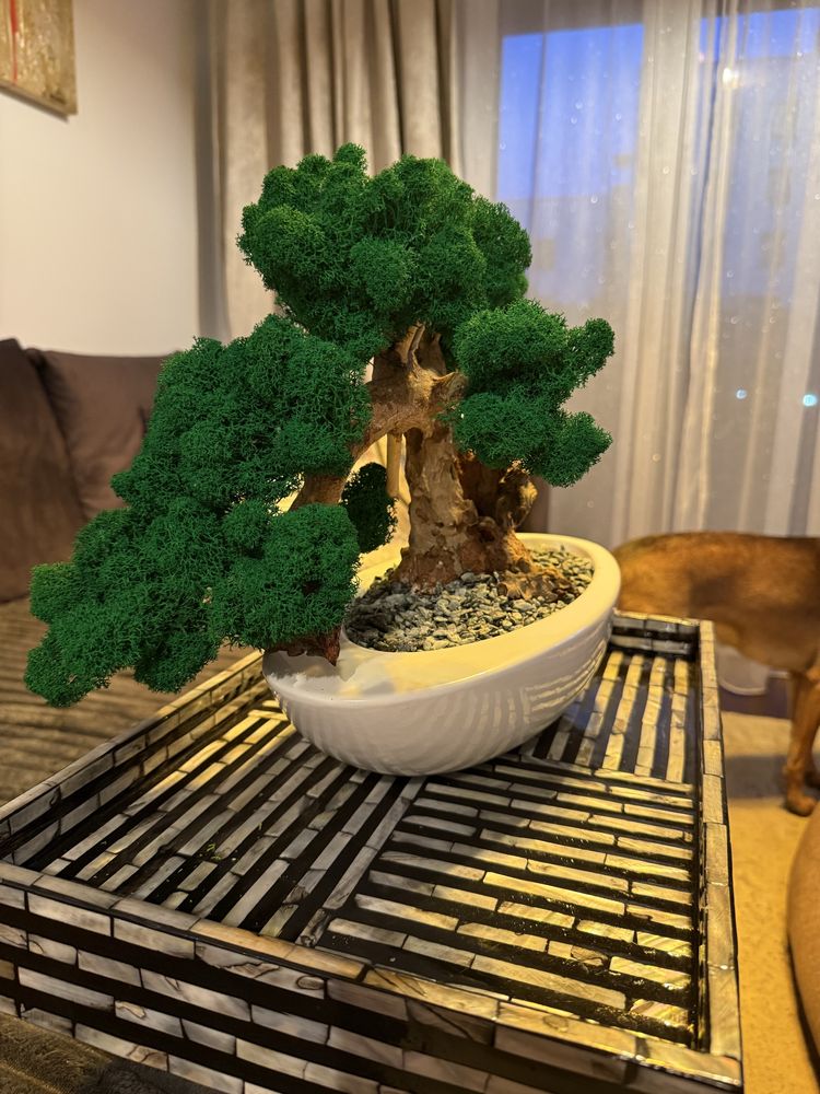 Drzewko Bonsai mech chrobotek PREMIUM-bzobsługowe