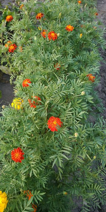 Семена насіння чорнобривці бархатци майори