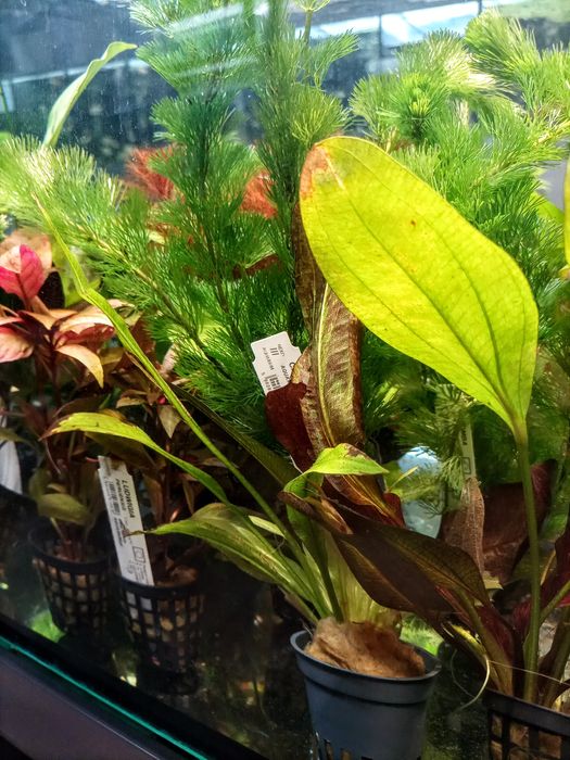 Ślimak Onion - TINA ZOO Gliwice Witkiewicza