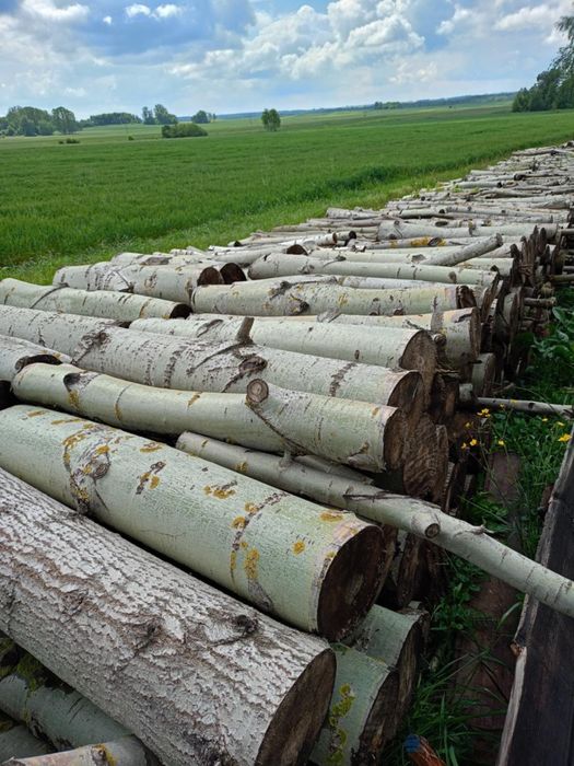 Drzewo/Drewno  na sprzedaż