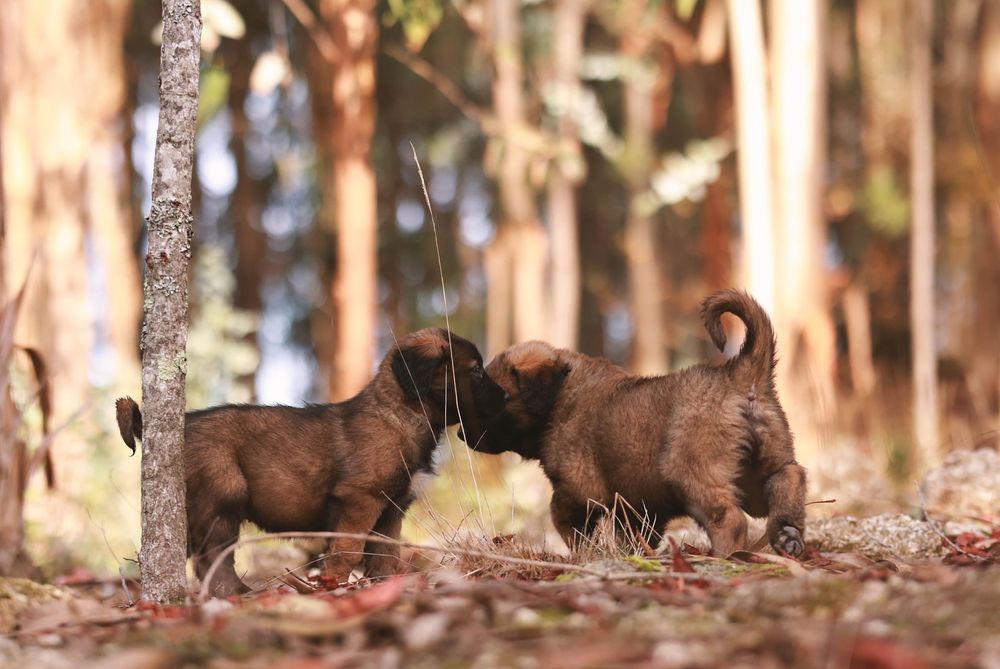 Serra da Estrela, Cachorros