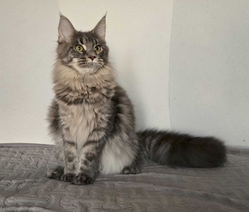 Koteczka Maine Coon Liri