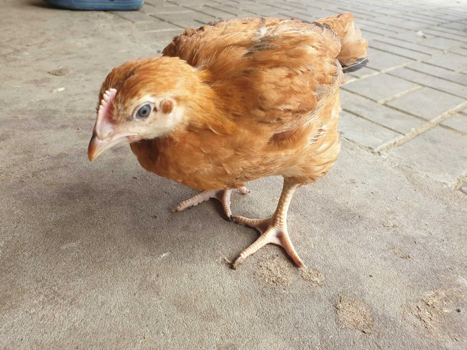 Odchowane kaczki, gęsi na wagę