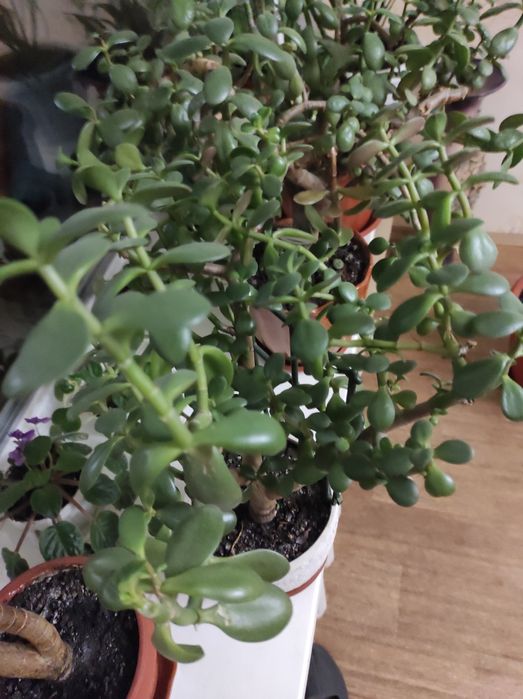 Домашні    квіти