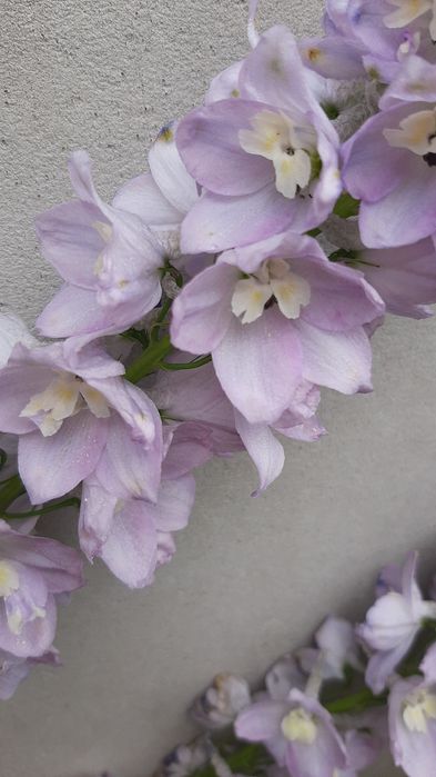 Полуниці Букет монарди розової