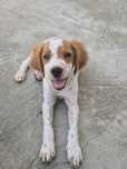 Espanhol breton macho para vender..com 3 meses,vacinado e desparasitad