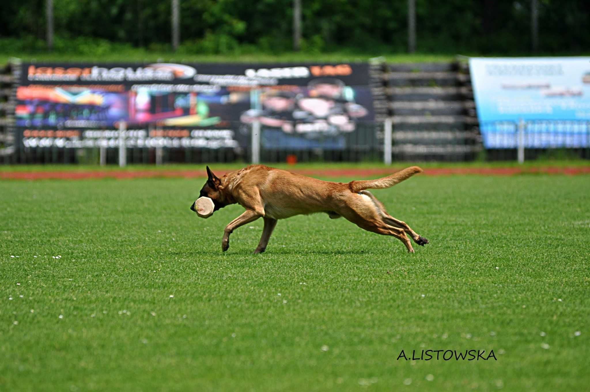 Owczarek Belgijski Malinois  - Wrocław