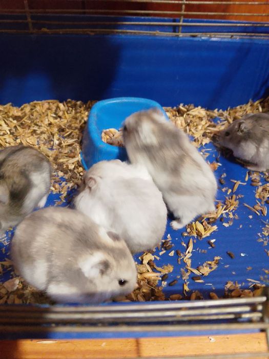 Хомячки Кременчуг