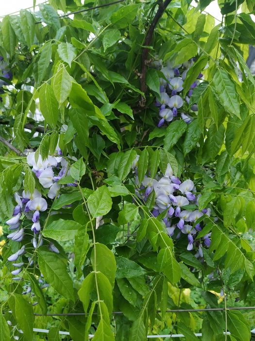 глицинья саженцы большие.