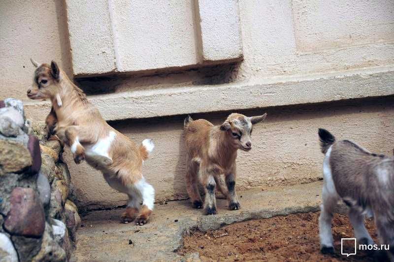 козлята камерунские  , миниатюрные карликовые козы камерунские