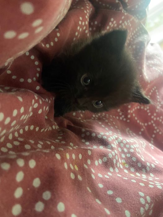 Віддаю котенят в добрі руки