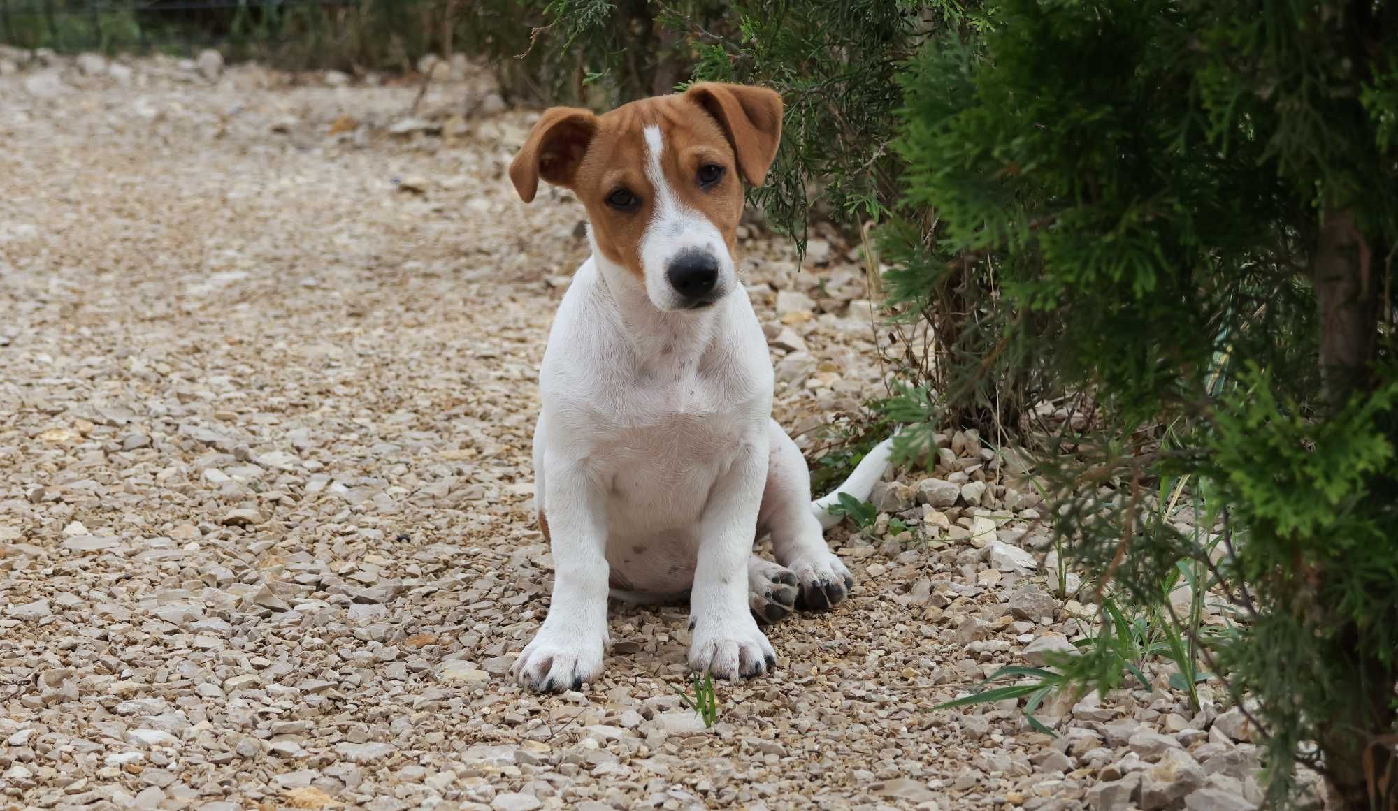 3 miesięczny piesek Jack Russell Terrier/ BREFIO/badania genetyczne