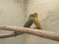 Casal de agapornis