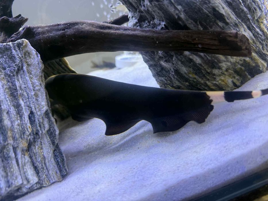 Sprzedam duch amazoński ducha amazońskiego 23-25cm