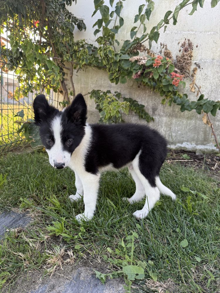 Border Collie preto e branco