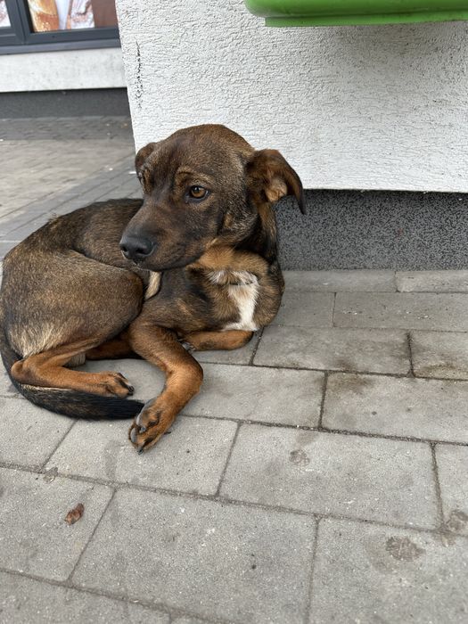 znaleziono psa prosze o pomoc