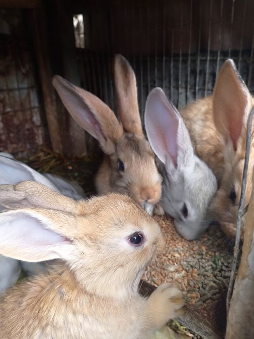 Продам кролі різного віку